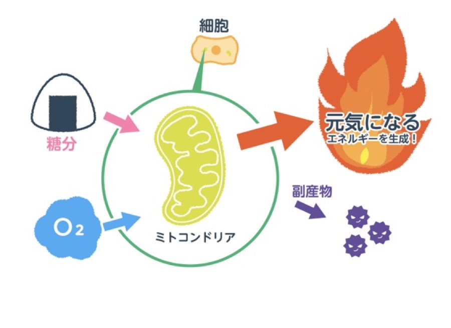 ミトコンドリアと水素